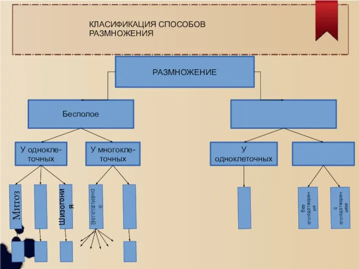 РАЗМНОЖЕНИЕ Бесполое У однокле- точных У многокле- точных У одноклеточных Митоз Вегетативное