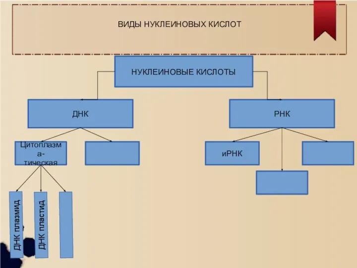 НУКЛЕИНОВЫЕ КИСЛОТЫ ДНК РНК Цитоплазма- тическая иРНК ДНК плазмид ДНК пластид ВИДЫ НУКЛЕИНОВЫХ КИСЛОТ