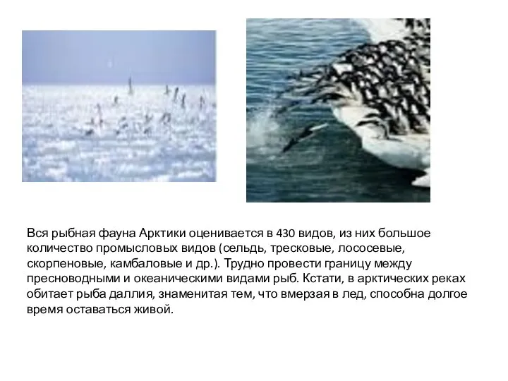 Вся рыбная фауна Арктики оценивается в 430 видов, из них большое количество