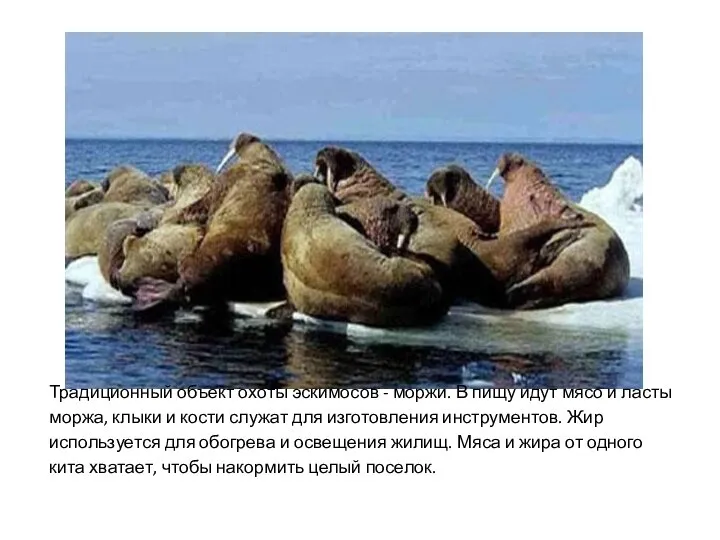 Традиционный объект охоты эскимосов - моржи. В пищу идут мясо и ласты