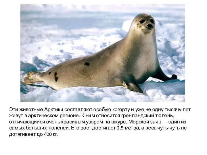 Эти животные Арктики составляют особую когорту и уже не одну тысячу лет