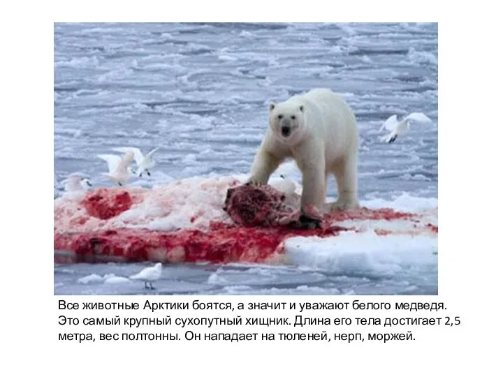 Все животные Арктики боятся, а значит и уважают белого медведя. Это самый