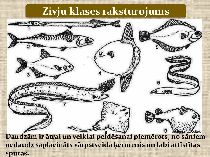 Daudzām ir ātrai un veiklai peldēšanai piemērots, no sāniem nedaudz saplacināts vārpstveida