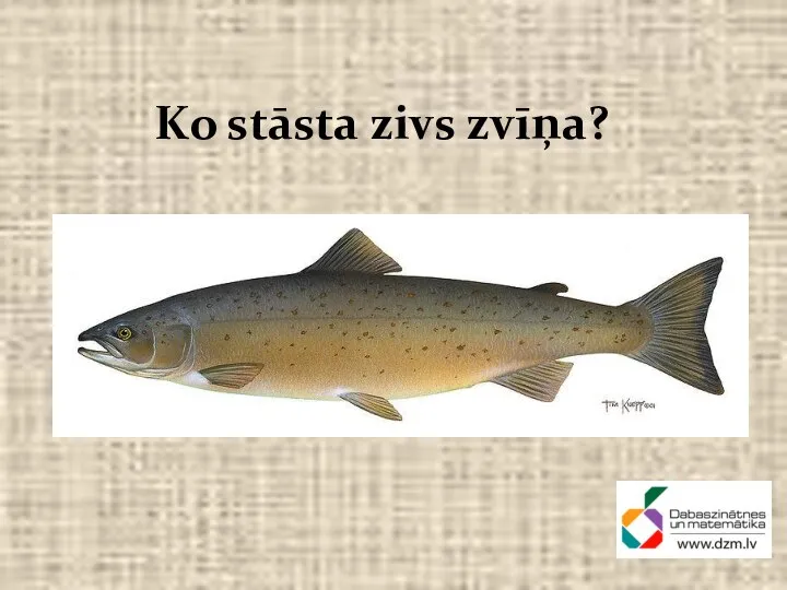 Ko stāsta zivs zvīņa?