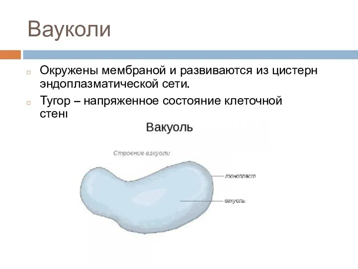 Вауколи Окружены мембраной и развиваются из цистерн эндоплазматической сети. Тугор – напряженное состояние клеточной стенки.