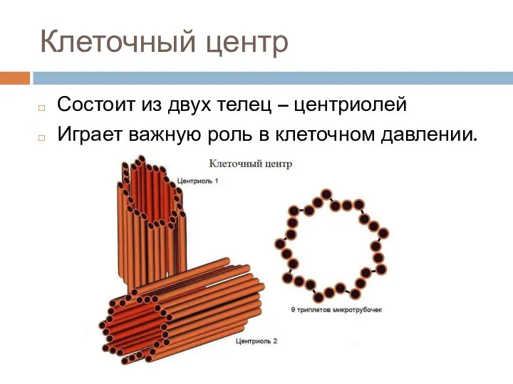 Клеточный центр Состоит из двух телец – центриолей Играет важную роль в клеточном давлении.