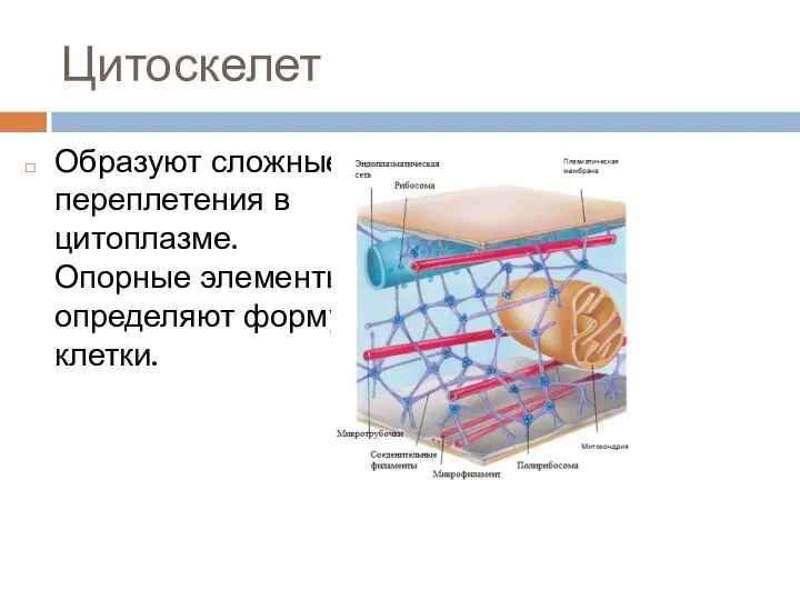 Цитоскелет Образуют сложные переплетения в цитоплазме. Опорные элементы определяют форму клетки.