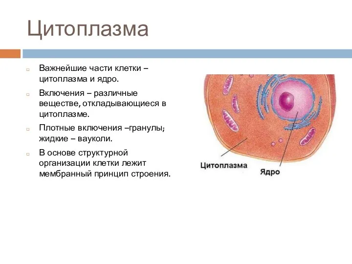 Цитоплазма Важнейшие части клетки – цитоплазма и ядро. Включения – различные веществе,