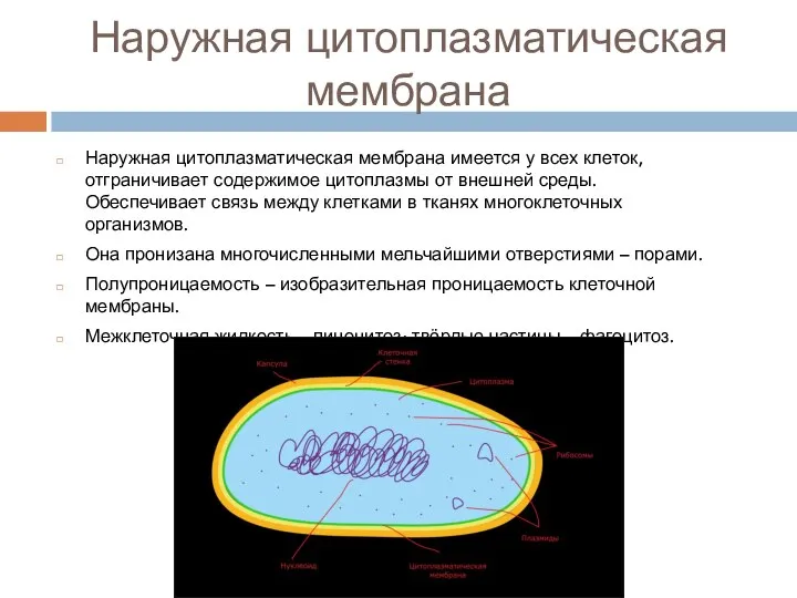 Наружная цитоплазматическая мембрана Наружная цитоплазматическая мембрана имеется у всех клеток, отграничивает содержимое