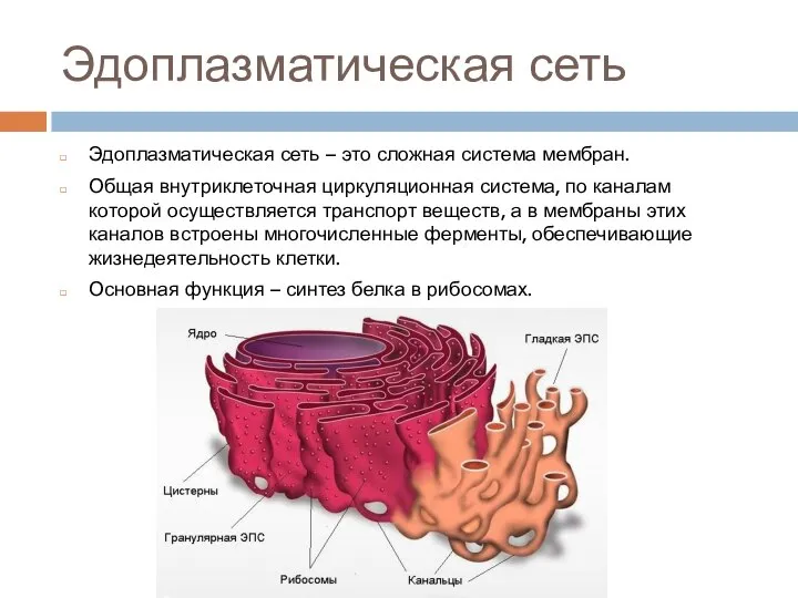 Эдоплазматическая сеть Эдоплазматическая сеть – это сложная система мембран. Общая внутриклеточная циркуляционная