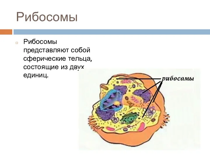 Рибосомы Рибосомы представляют собой сферические тельца, состоящие из двух единиц.