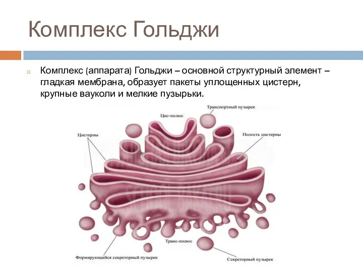 Комплекс Гольджи Комплекс (аппарата) Гольджи – основной структурный элемент – гладкая мембрана,