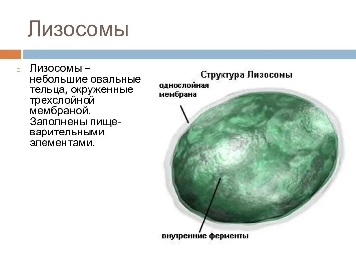 Лизосомы Лизосомы – небольшие овальные тельца, окруженные трехслойной мембраной. Заполнены пище-варительными элементами.