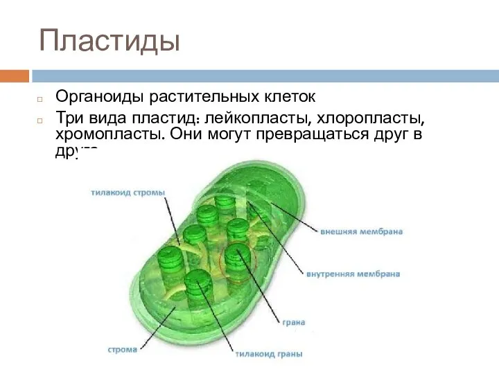 Пластиды Органоиды растительных клеток Три вида пластид: лейкопласты, хлоропласты, хромопласты. Они могут превращаться друг в друга.