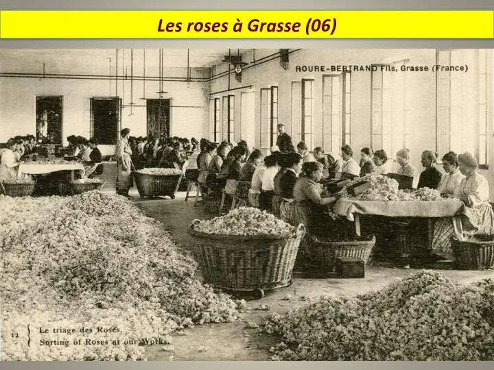 Les roses à Grasse (06)