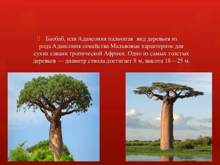 Баобаб, или Адансония пальчатая вид деревьев из рода Адансония семейства Мальвовые характерное