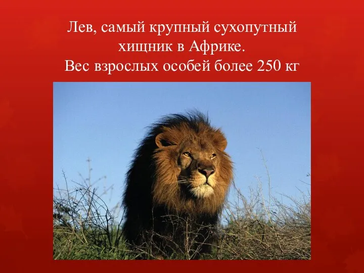 Лев, самый крупный сухопутный хищник в Африке. Вес взрослых особей более 250 кг