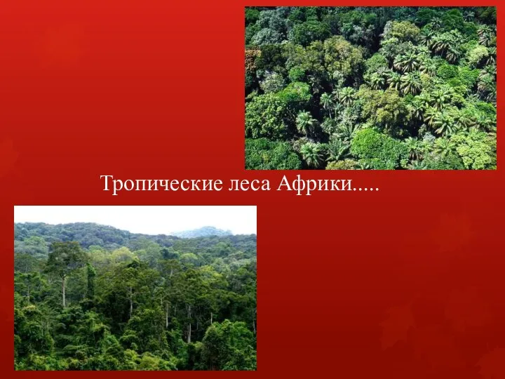 Тропические леса Африки.....