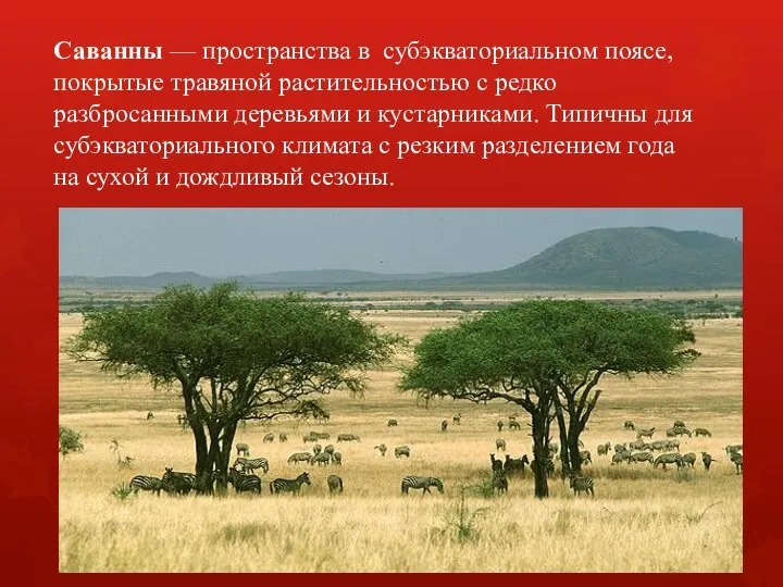 Саванны — пространства в субэкваториальном поясе, покрытые травяной растительностью с редко разбросанными