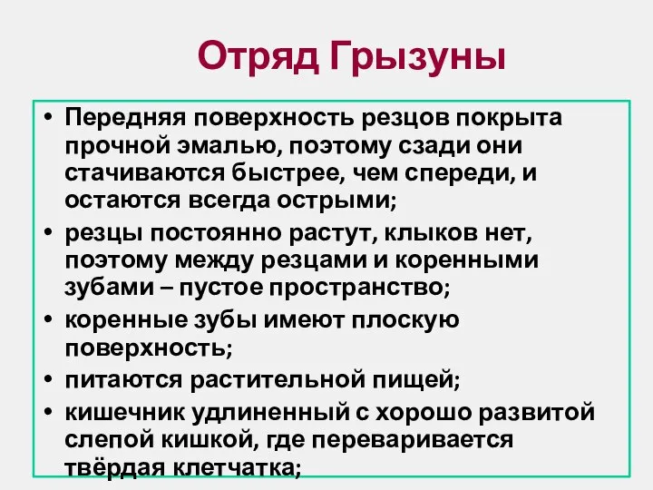 Отряд Грызуны Передняя поверхность резцов покрыта прочной эмалью, поэтому сзади они стачиваются