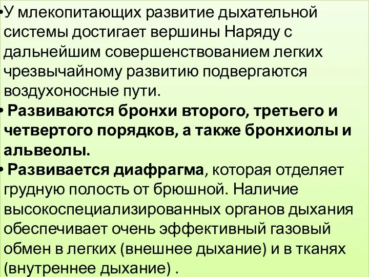 У млекопитающих развитие дыхательной системы достигает вершины Наряду с дальнейшим совершенствованием легких