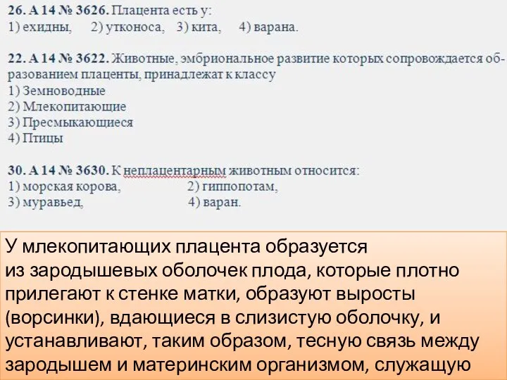 У млекопитающих плацента образуется из зародышевых оболочек плода, которые плотно прилегают к