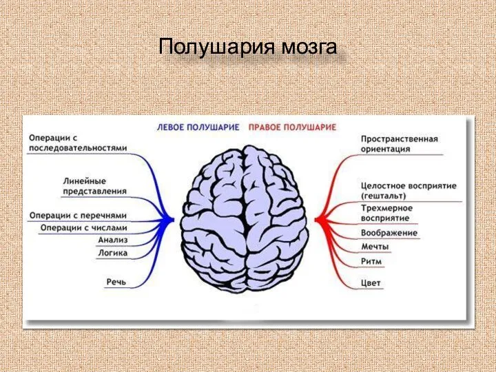 Полушария мозга