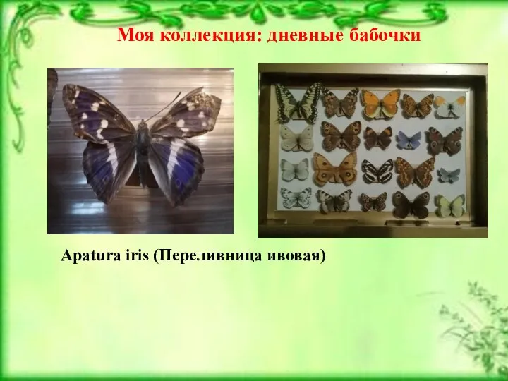 Гусеницы Куколка Моя коллекция: дневные бабочки Apatura iris (Переливница ивовая)