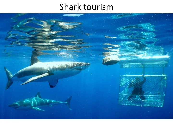 Shark tourism