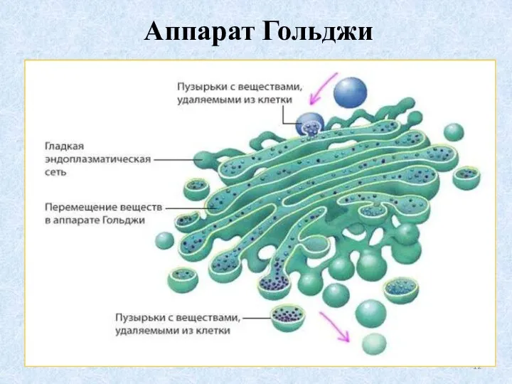 Аппарат Гольджи