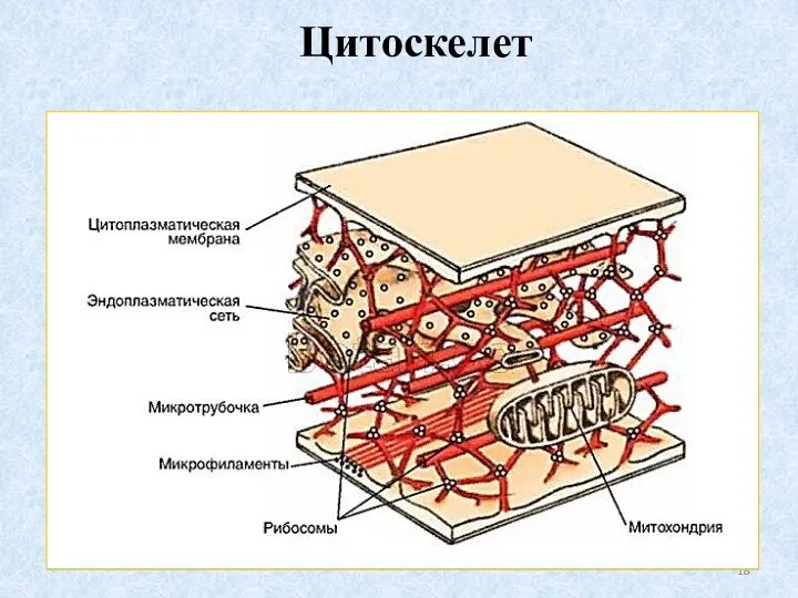 Цитоскелет