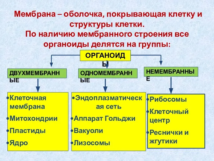 Мембрана – оболочка, покрывающая клетку и структуры клетки. По наличию мембранного строения