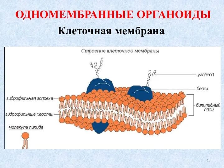 ОДНОМЕМБРАННЫЕ ОРГАНОИДЫ Клеточная мембрана