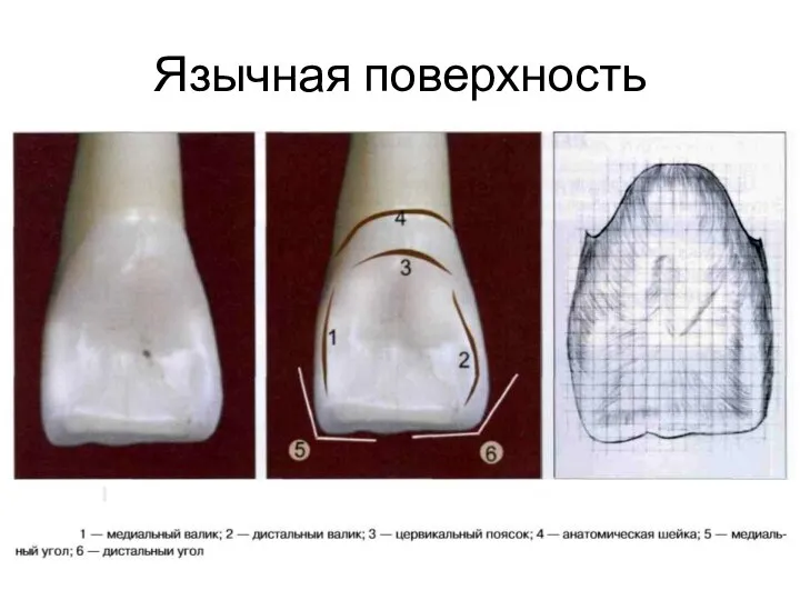 Язычная поверхность