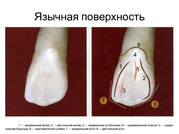 Язычная поверхность