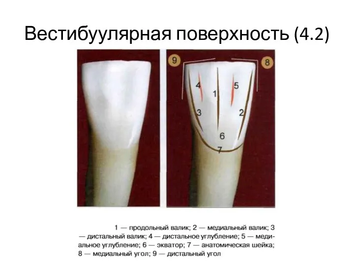 Вестибуулярная поверхность (4.2)