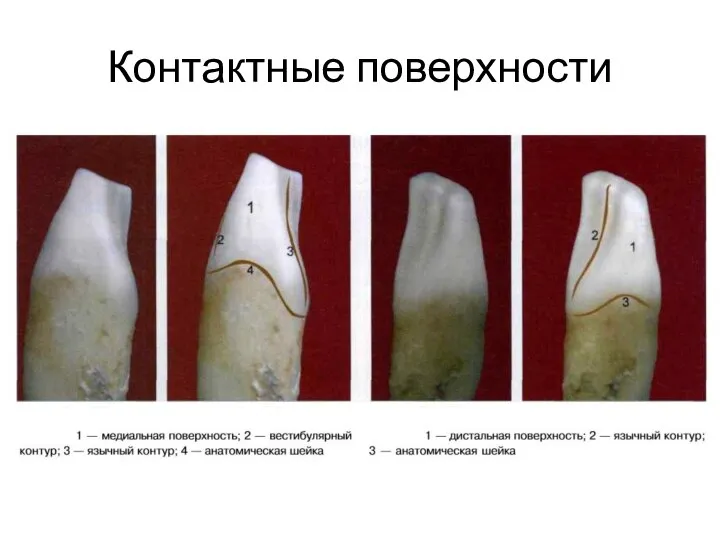 Контактные поверхности