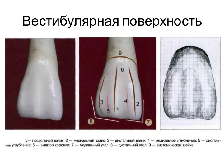 Вестибулярная поверхность