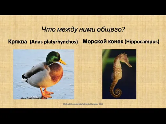 Что между ними общего? Морской конек (Hippocampus) Кряква (Anas platyrhynchos) Michael Chernobylsky/Viktoria Markova 2016