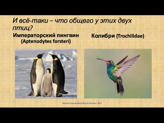 И всё-таки – что общего у этих двух птиц? Императорский пингвин (Aptenodytes