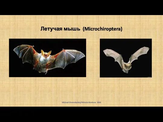 Летучая мышь (Microchiroptera) Michael Chernobylsky/Viktoria Markova 2016