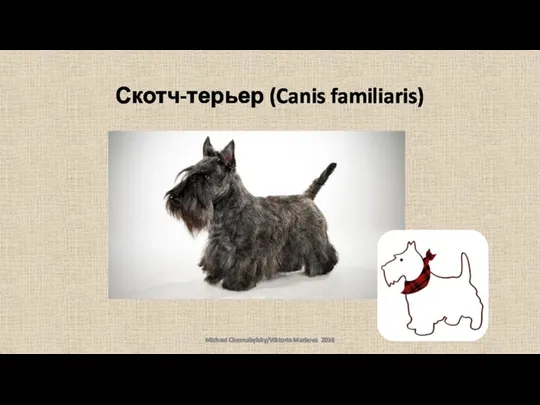 Скотч-терьер (Canis familiaris) Michael Chernobylsky/Viktoria Markova 2016