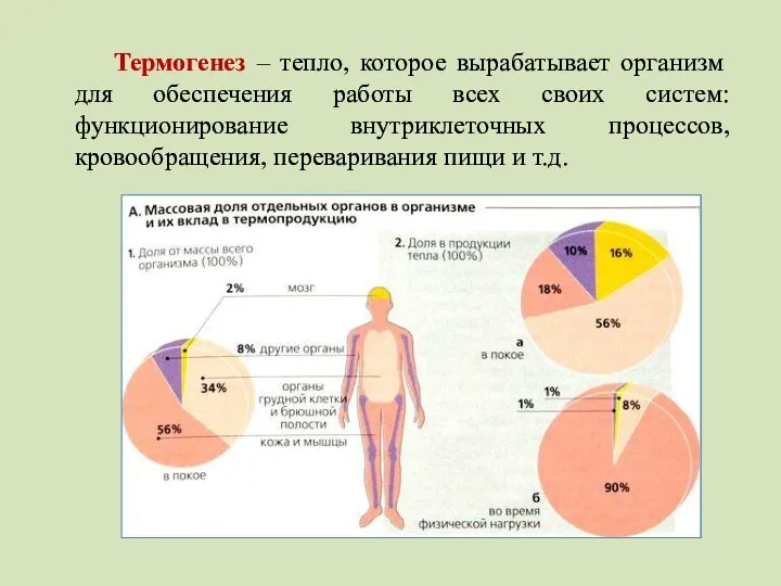 Термогенез – тепло, которое вырабатывает организм для обеспечения работы всех своих систем: