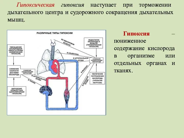 Гипоксическая гипоксия наступает при торможении дыхательного центра и судорожного сокращения дыхательных мышц.