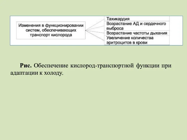 Рис. Обеспечение кислород-транспортной функции при адаптации к холоду.