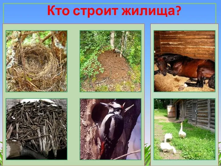 Кто строит жилища?