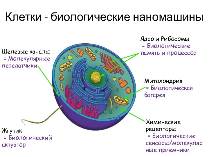 Клетки - биологические наномашины Ядро и Рибосомы = Биологические память и процессор