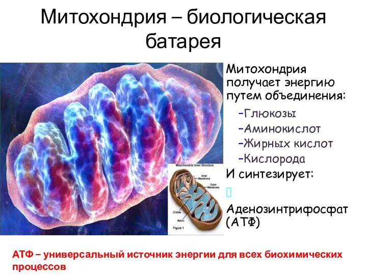 Митохондрия – биологическая батарея Митохондрия получает энергию путем объединения: И синтезирует: ?