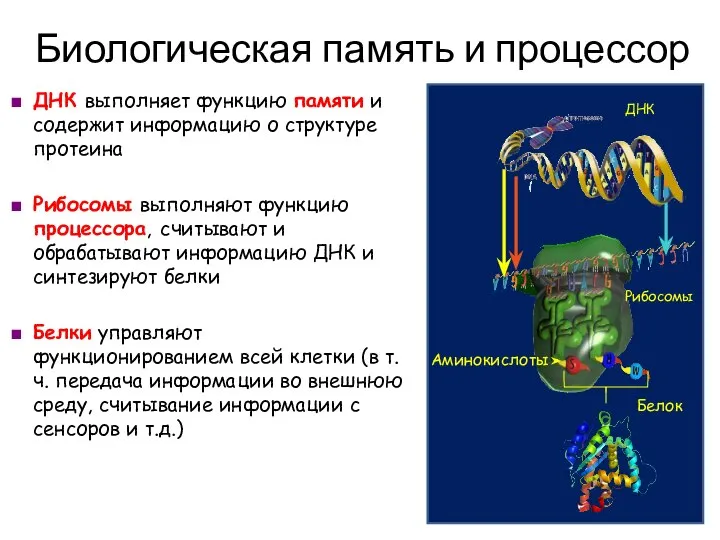 ДНК выполняет функцию памяти и содержит информацию о структуре протеина Рибосомы выполняют