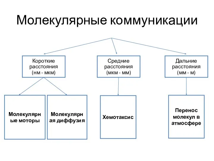 Молекулярные коммуникации Короткие расстояния (нм - мкм) Средние расстояния (мкм - мм)